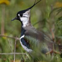 Vanneau  huppé   (Vanellus vanellus)