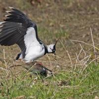 Vanneau  huppé   (Vanellus vanellus)