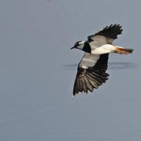 Vanneau  huppé   (Vanellus vanellus)