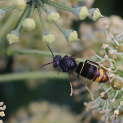 Frelon asiatique (Vespa velutina)