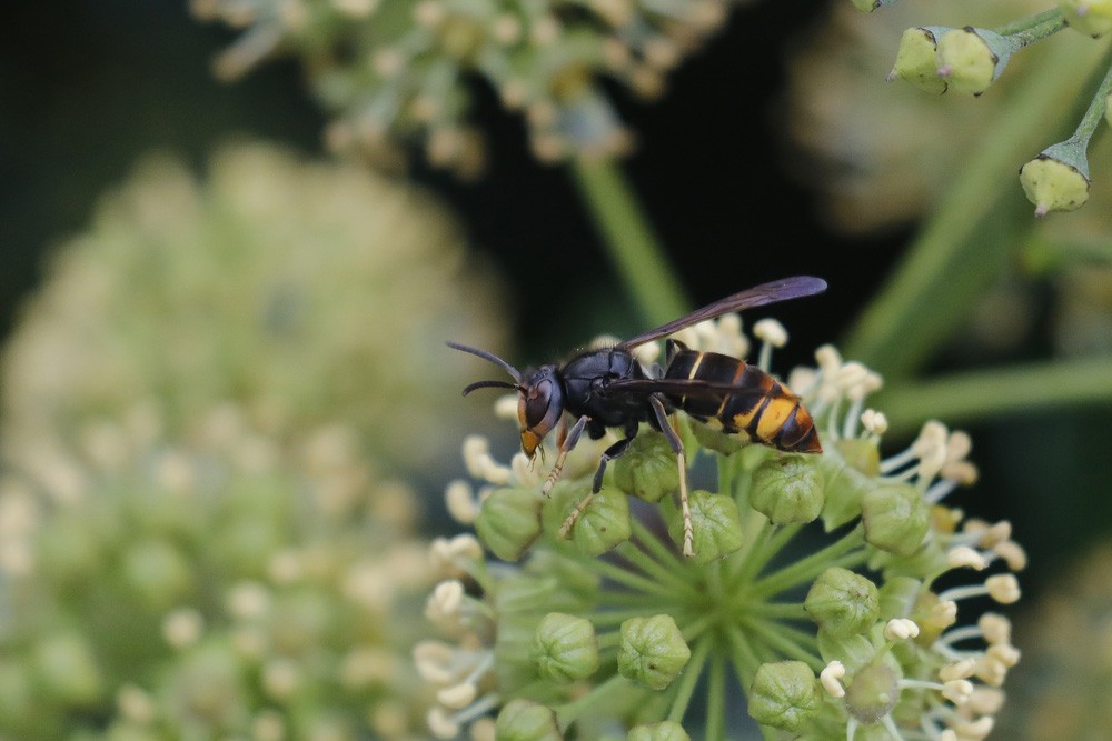 Frelon asiatique (Vespa velutina)