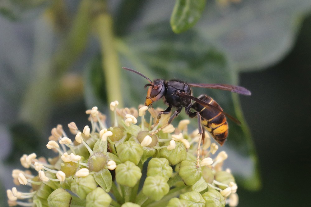 Frelon asiatique (Vespa velutina)