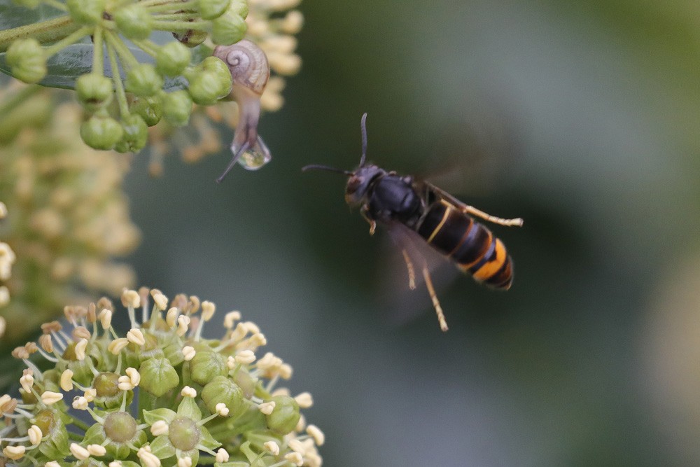 Frelon asiatique (Vespa velutina)