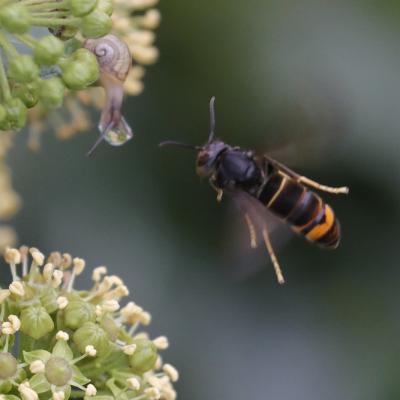 Frelon asiatique (Vespa velutina)