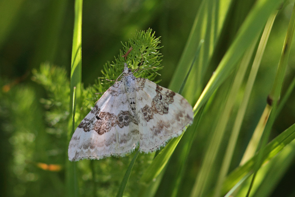La Melanthie des montagnes (Xanthoroe montanata)