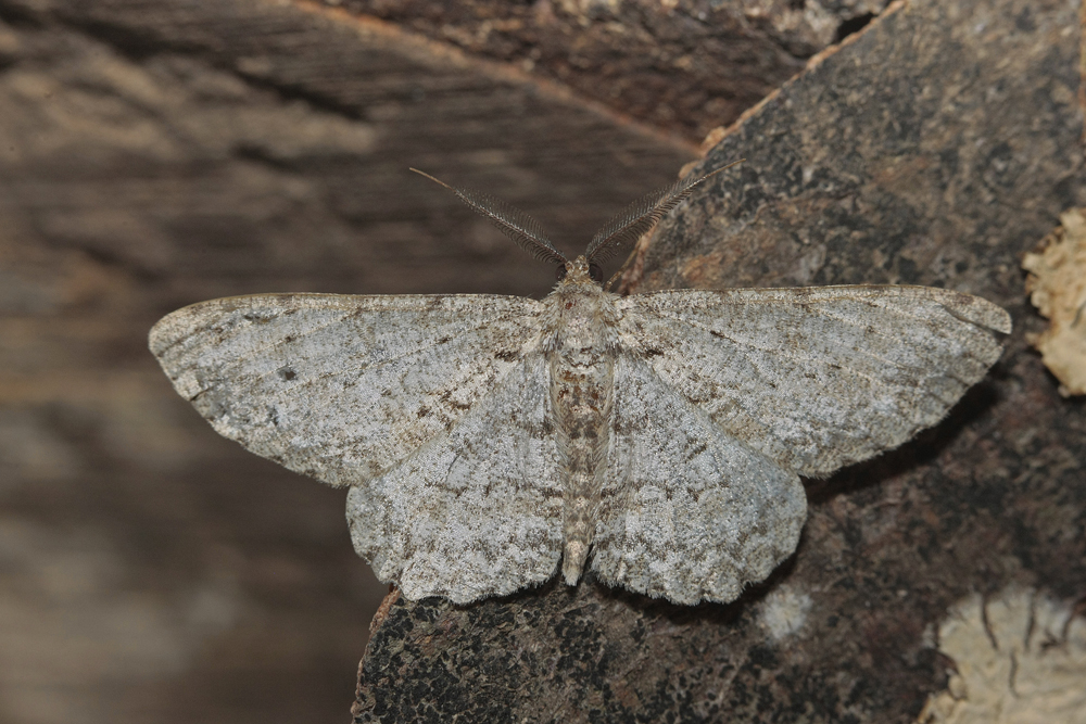 La Boarmie pointillée (Hypomecis punctinalis)