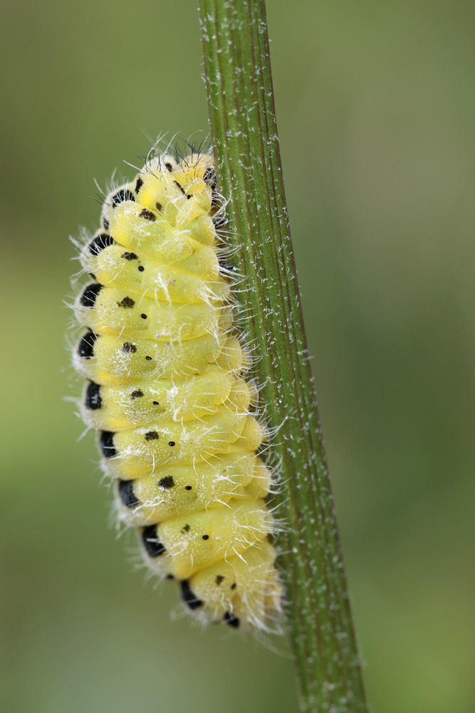 Zygène de la filipendule (Zygaena  filipendulae)